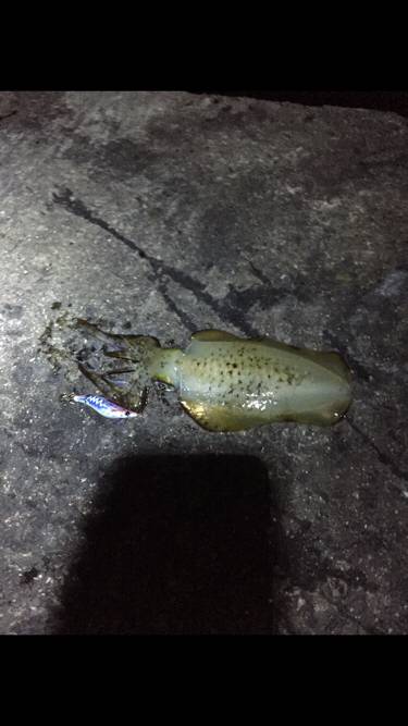 サイズは伸びず。