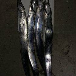 ちょい釣れました