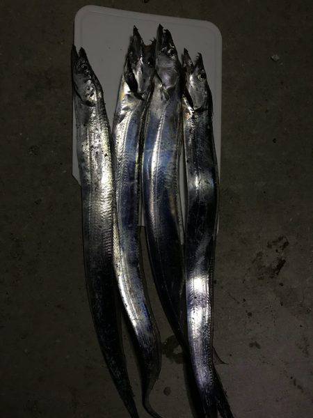 ちょい釣れました