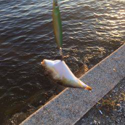 単発、太刀魚の群れは何処に?