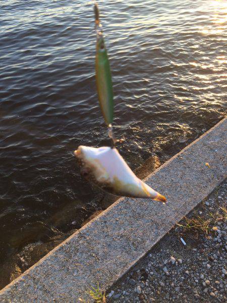 単発、太刀魚の群れは何処に?