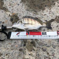 文里の紀州釣り