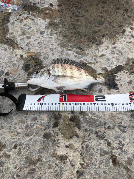 文里の紀州釣り