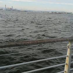 コスモスクエアサビキ釣果