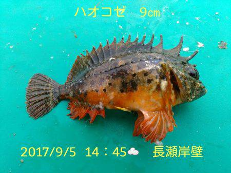 笑転爺の釣日記　9月5日☁　長瀬岸壁