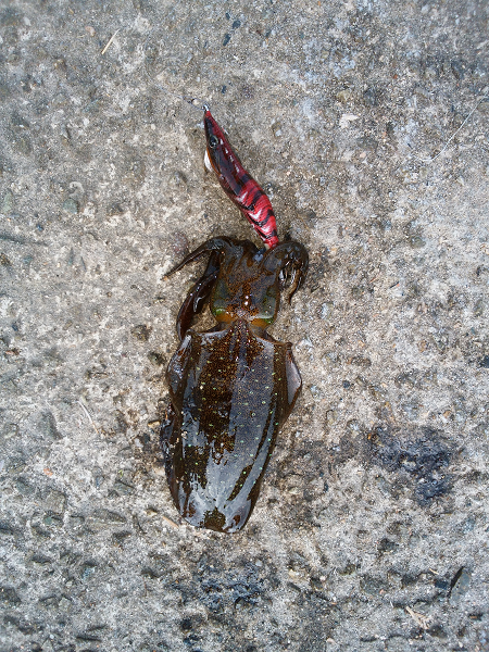 アオリイカの新子調査