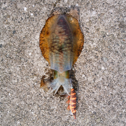 新子も成長しています