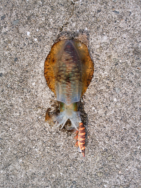 新子も成長しています