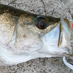 アオリタックルで76cm・3.5kgのシーバス