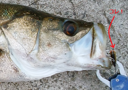 アオリタックルで76cm・3.5kgのシーバス