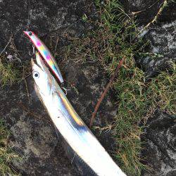 ケイムラピンクファントムは魚種限定解除!?