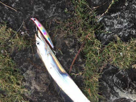 ケイムラピンクファントムは魚種限定解除!?