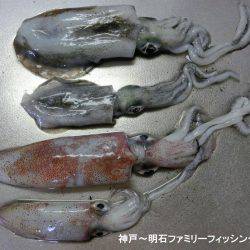 剣先イカとアオリイカ