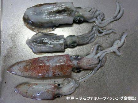 剣先イカとアオリイカ