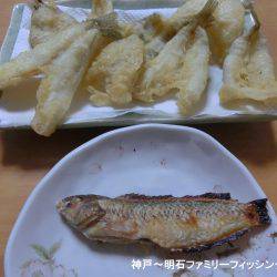 ハゼシーズンにはまだ早い？