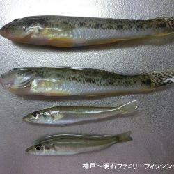 ハゼのシーズンになったか？