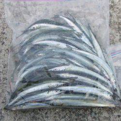 南芦屋浜 サヨリ爆超 楽しい!楽しい!