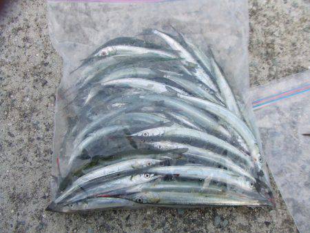 南芦屋浜　サヨリ爆超　楽しい！楽しい！