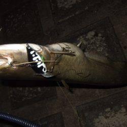 夏の癒やし釣行もいよいよ終盤に