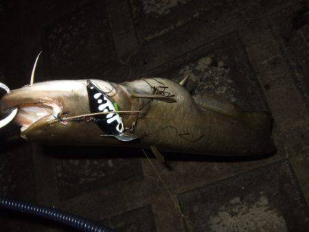 夏の癒やし釣行もいよいよ終盤に