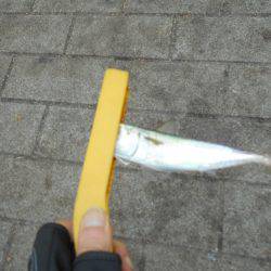 早朝のタチウオ。