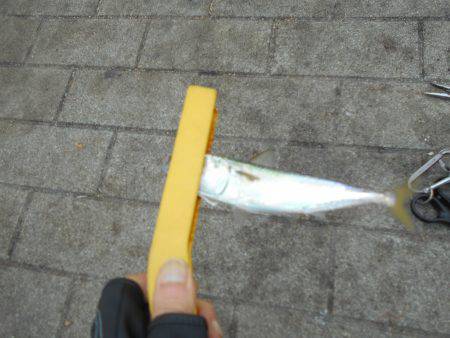 早朝のタチウオ。