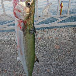 小さめのサゴシ！