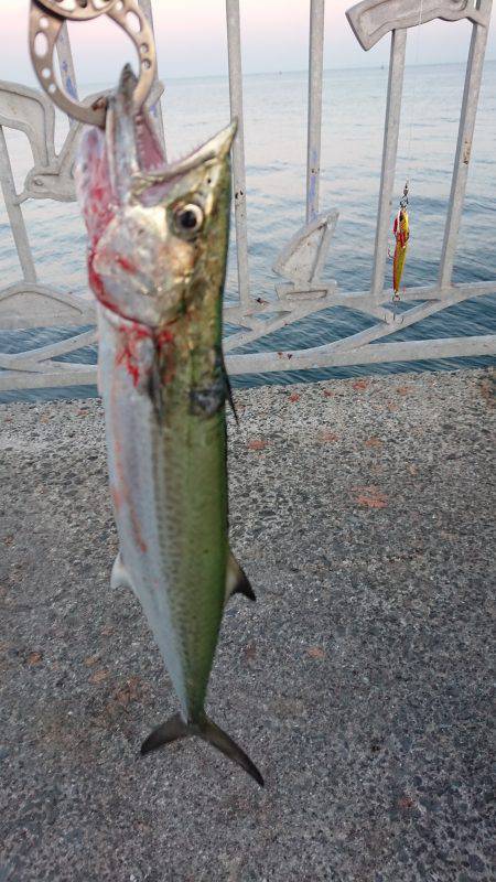 小さめのサゴシ！