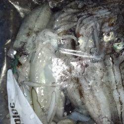 エギング、アオリイカ。