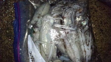 エギング、アオリイカ。