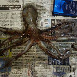 寒くなって釣れなくなったと思ったヤツが！