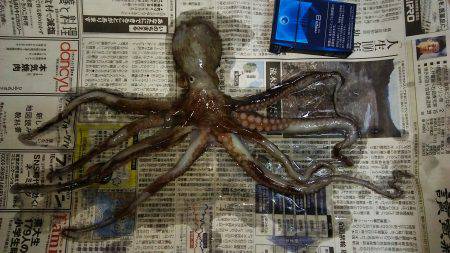 寒くなって釣れなくなったと思ったヤツが！