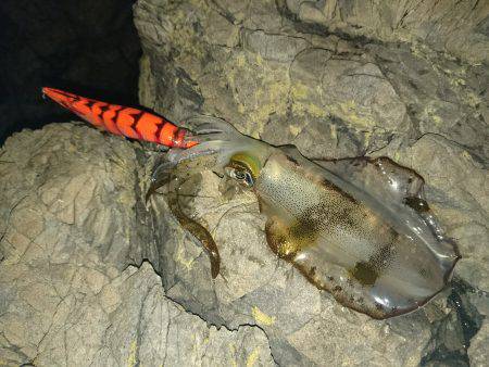 台風前の数釣り(*^^*)♪