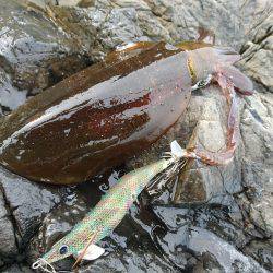 連日の地磯エギング