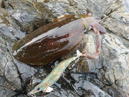 連日の地磯エギング