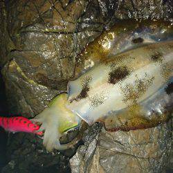 地磯オールナイト