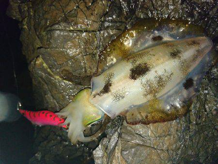 地磯オールナイト