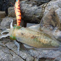 敦賀秋イカ(￣▽￣)地磯