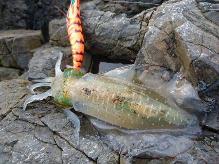 敦賀秋イカ(￣▽￣)地磯