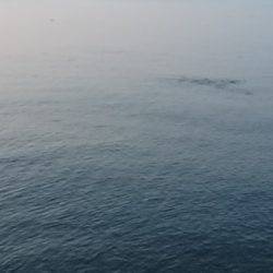 サヨリだらけ(-_-)