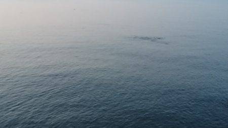 サヨリだらけ(-_-)