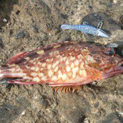 型が落ちてきたガシラポンポン