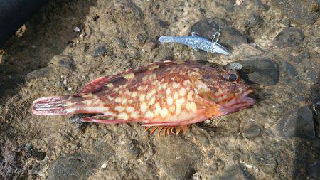 型が落ちてきたガシラポンポン