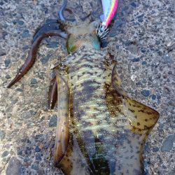 久々に気持ち良いエギング