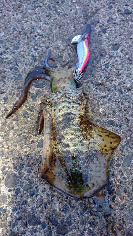 久々に気持ち良いエギング