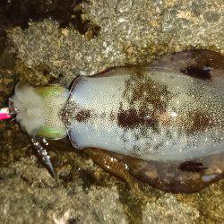 強風の合間に連発