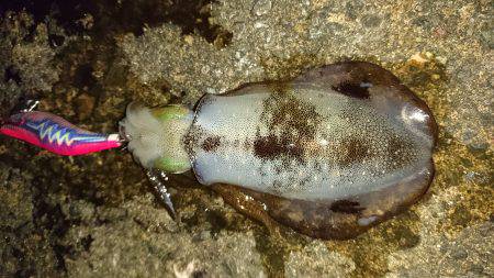 強風の合間に連発