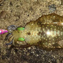 新規ポイント調査