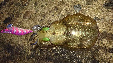 新規ポイント調査