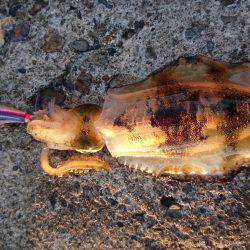 条件良くても渋い